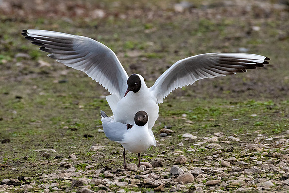 Black-headed Gulls Mating -050422-1