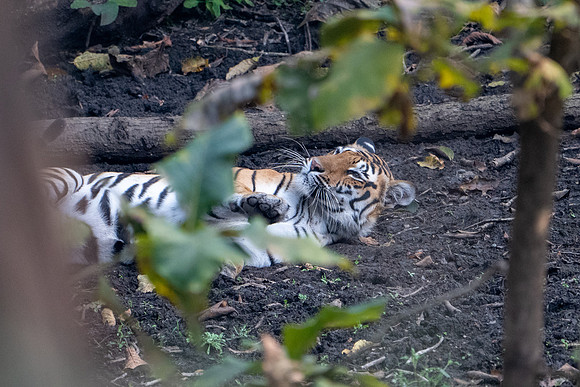 Tiger -1