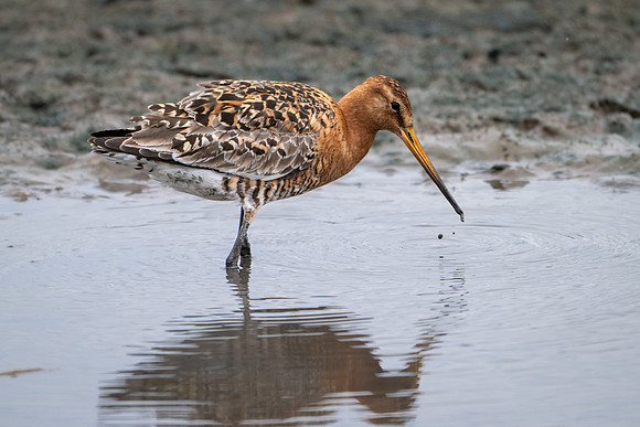 Black-tailed Godwit 020724-3