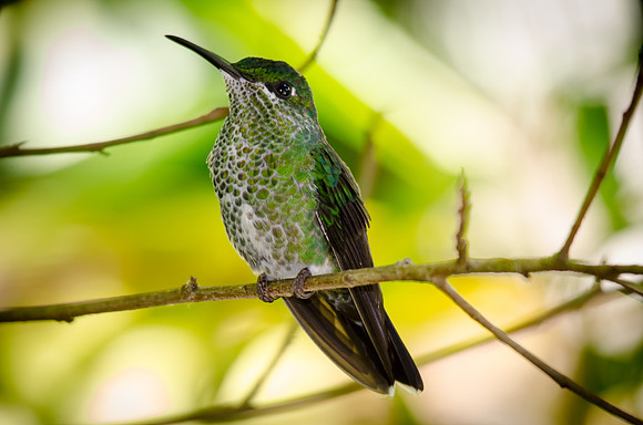 Green Crowned Brilliant