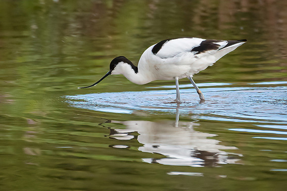Avocet -3