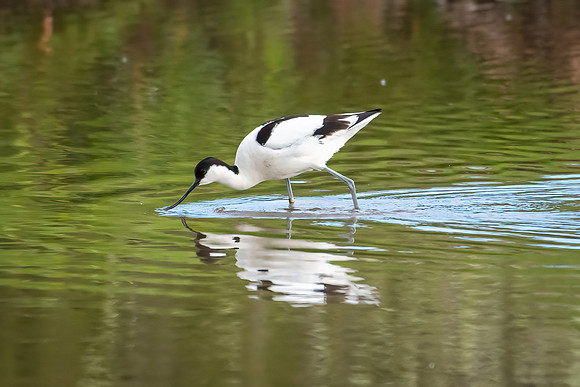 Avocet -5