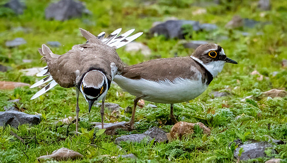 Little Ringed Plover Pair