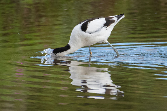 Avocet -2
