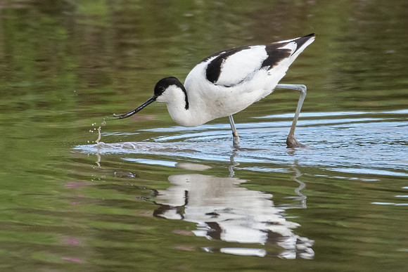 Avocet -1