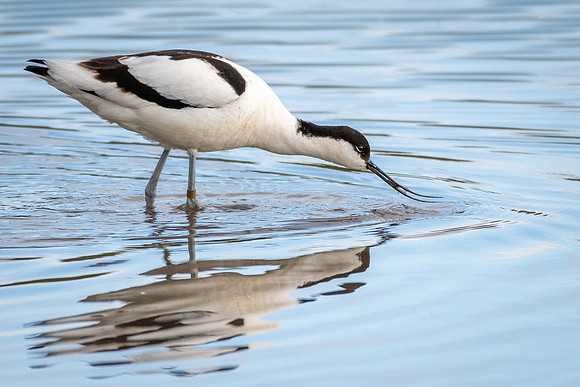 Avocet -7