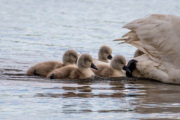 Swan Family -3