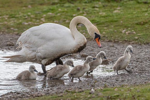Swan Family -1