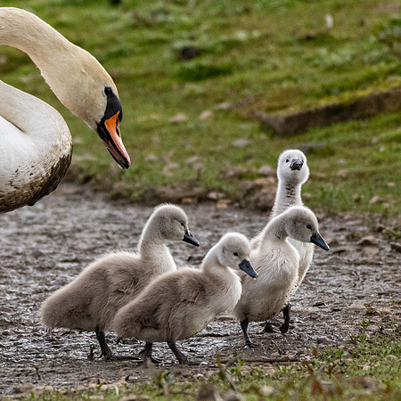 Signets -4