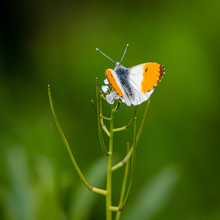 Orange Tip
