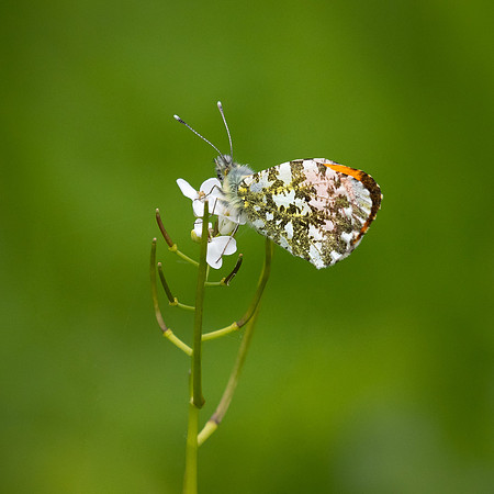 Orange Tip Underside