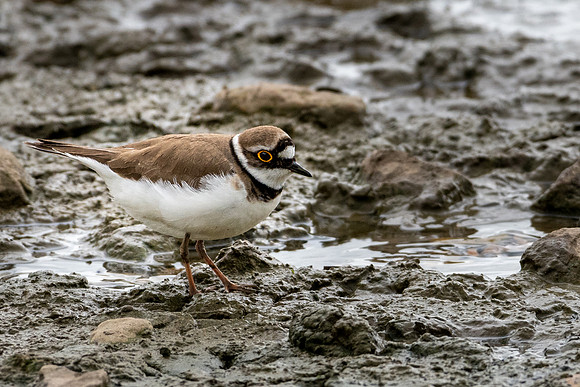 Little Ringed Plover -2