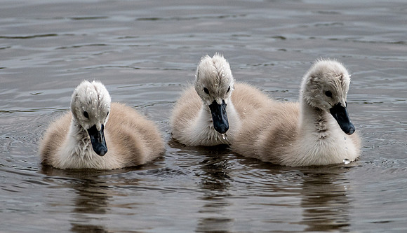Signets -3