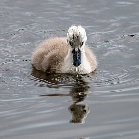 Signets -2