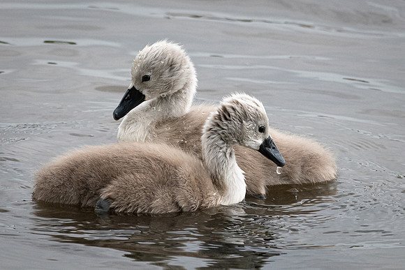 Signets -1
