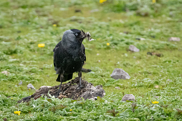 Jackdaw with Feathers from Carcas