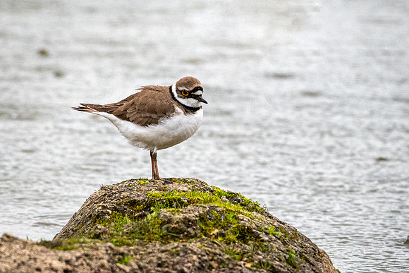 Little Ringed Plover -1