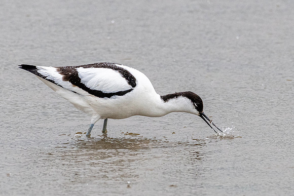 Avocet in the Rain =2