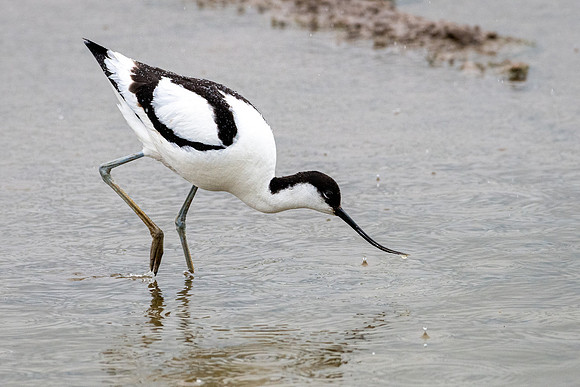 Avocet in the Rain =1