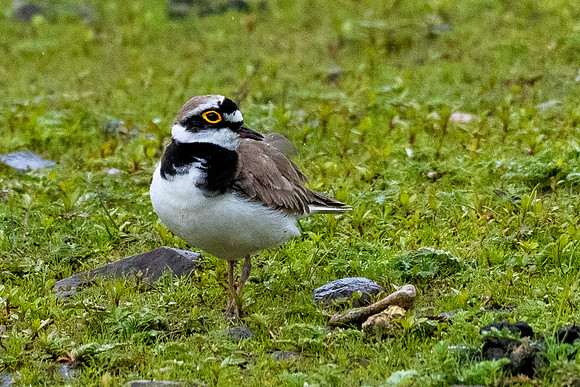 Little Ringed Plover -3