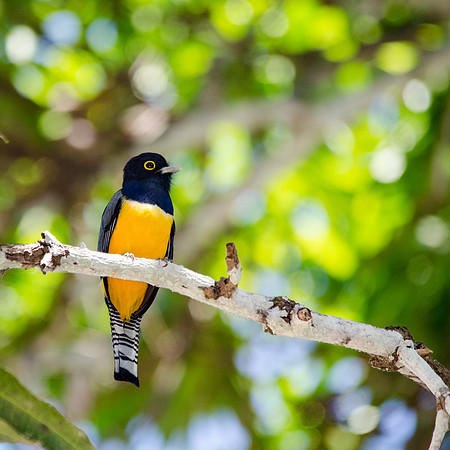 Gartered Trogon