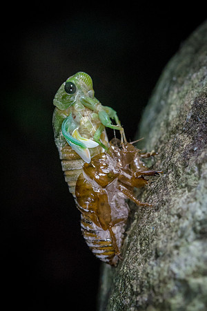 Emerging Cicada