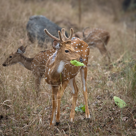 Yound Spotted Deer ♂