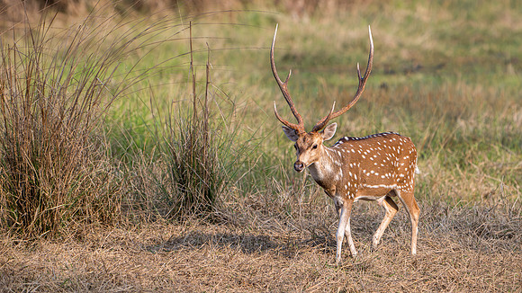 Spotted Deer ♂ - 3