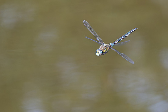 Migrant Hawker 280824-2