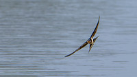 Swallow 120825-1