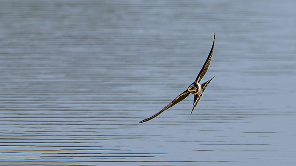 Swallow 120825-1