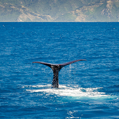 Sperm Whale Tail -1