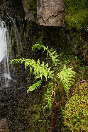 Delicate Fern