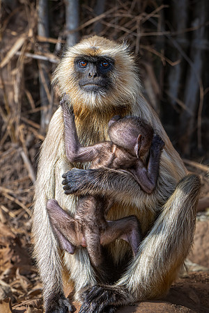 Langur Monkeys -4