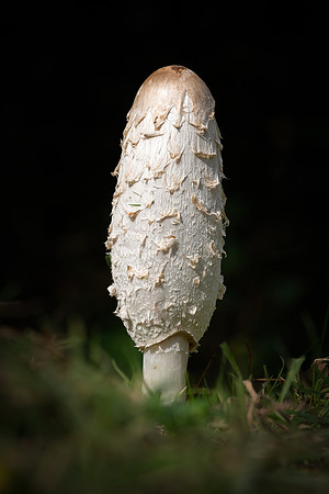 Shaggy Inkcap 031024