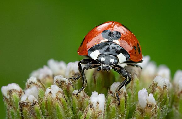 5-Spot Ladybird 280824