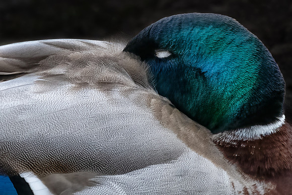 Mallard Duck Sleeping 050422