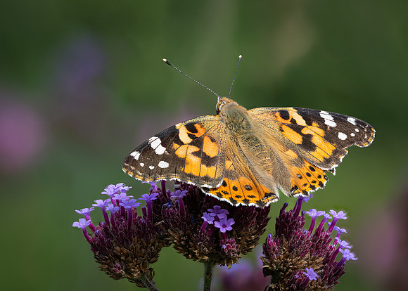Painted Lady 060825