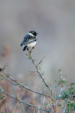Common Stonechat -1