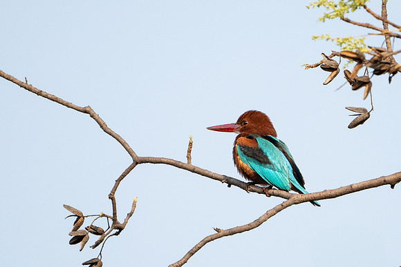 White-throated Kingfisher