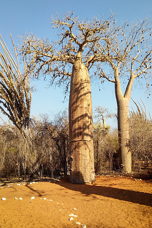 Baobab Tree - Ifaty Spiny Forest -3