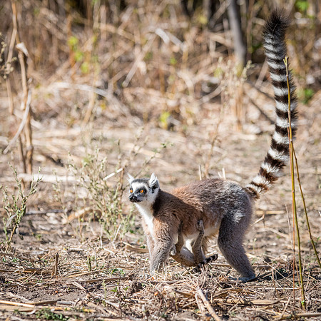 Ring Tailed Lemurs - Anja Community Reserve -9