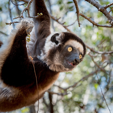Verreaux's Sifaka -2