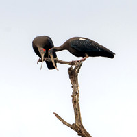Red-naped Ibis