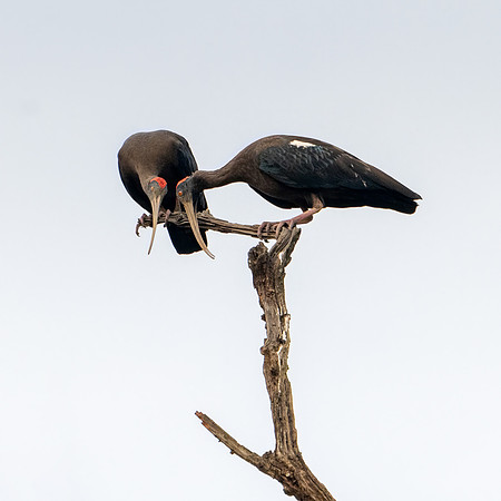 Red-naped Ibis