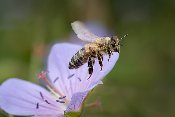 Honey Bee 230622 -1
