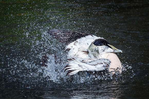 Male Eider Washing -3