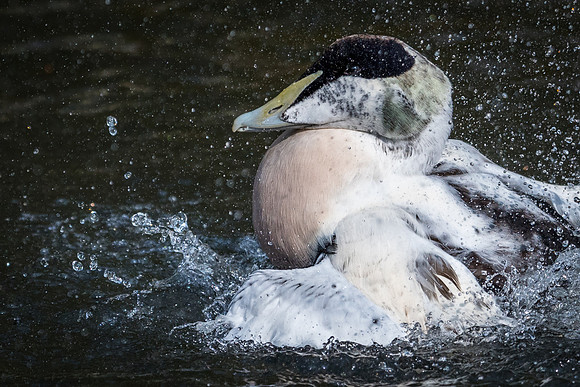 Male Eider Washing -2