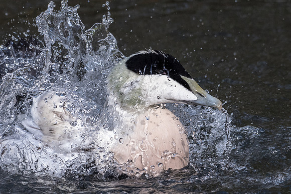 Male Eider Washing -1