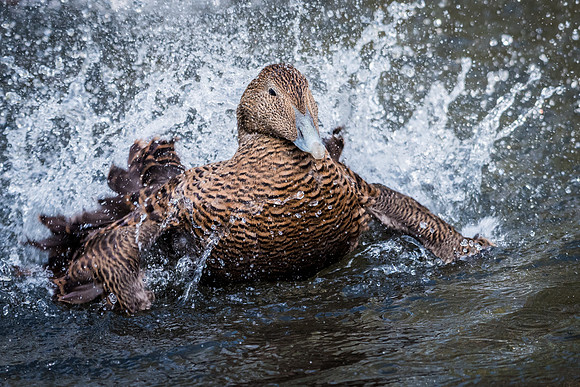 Female Eider Washing